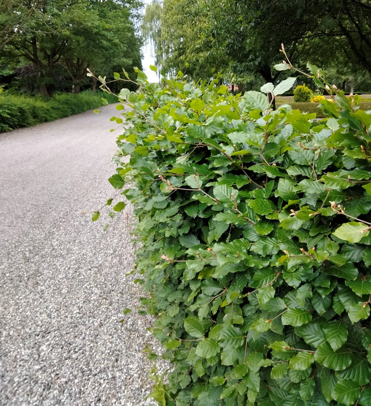 Grøn bøgehæk, grussti, træer