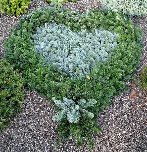 Grangrene der danner hjerteform